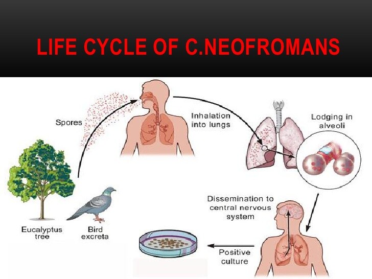 Ciclo de vida de Cryptococcus neoformans