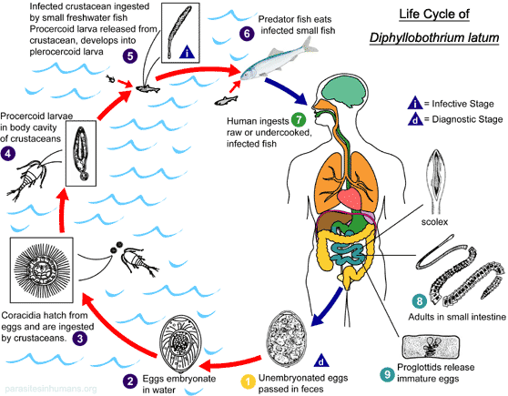 Infección por Diphyllobothrium latum