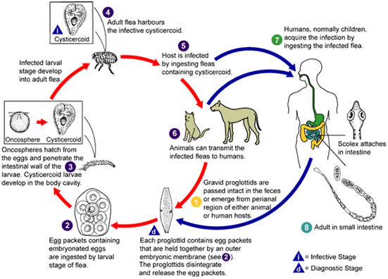 Infección por Dipylidium caninum