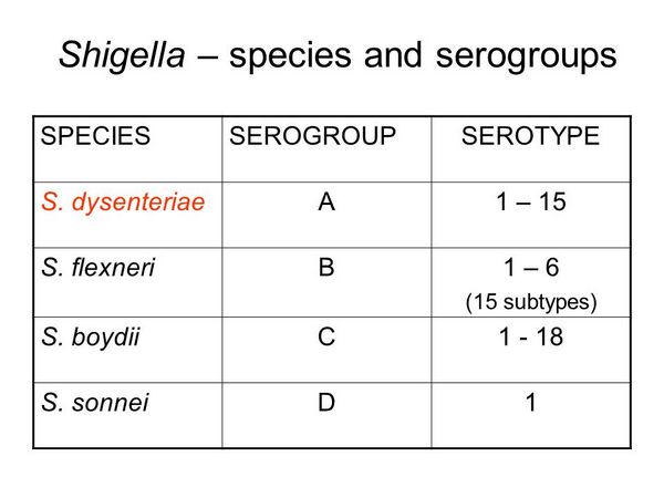 Especies de Shigella