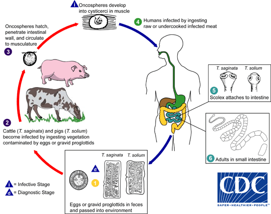Ciclo de vida de la infección por Taenia