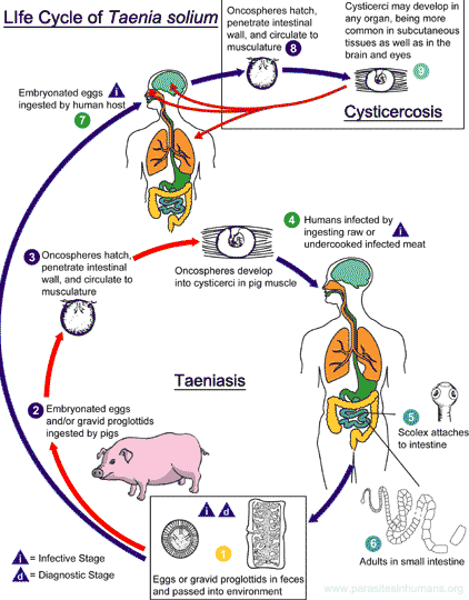 Ciclo de vida de Taenia solium