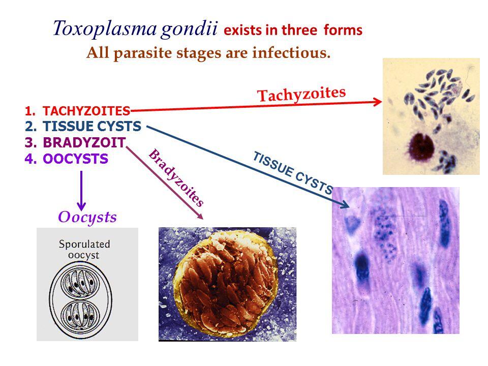 Toxoplasma gondii existe en tres formas