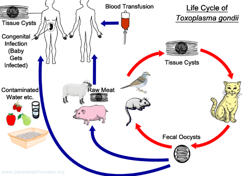 Ciclo vital de Toxoplasma gondii