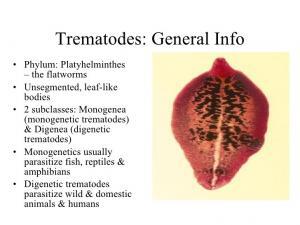 Información general sobre trematodos