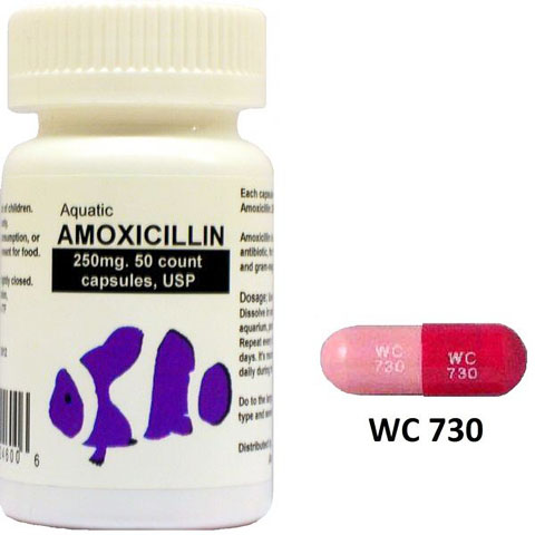 Amoxicilina 250 mg